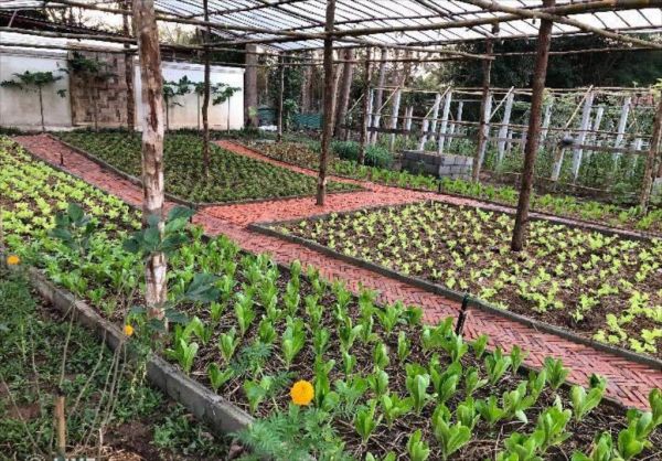 organic farm