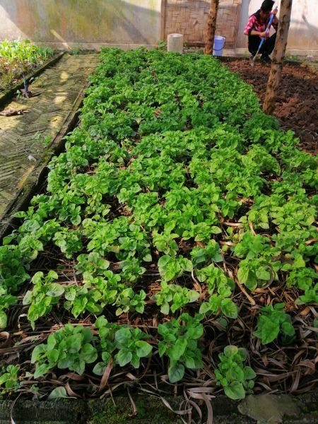 Oganic Farm
