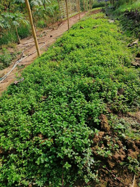 Oganic Farm